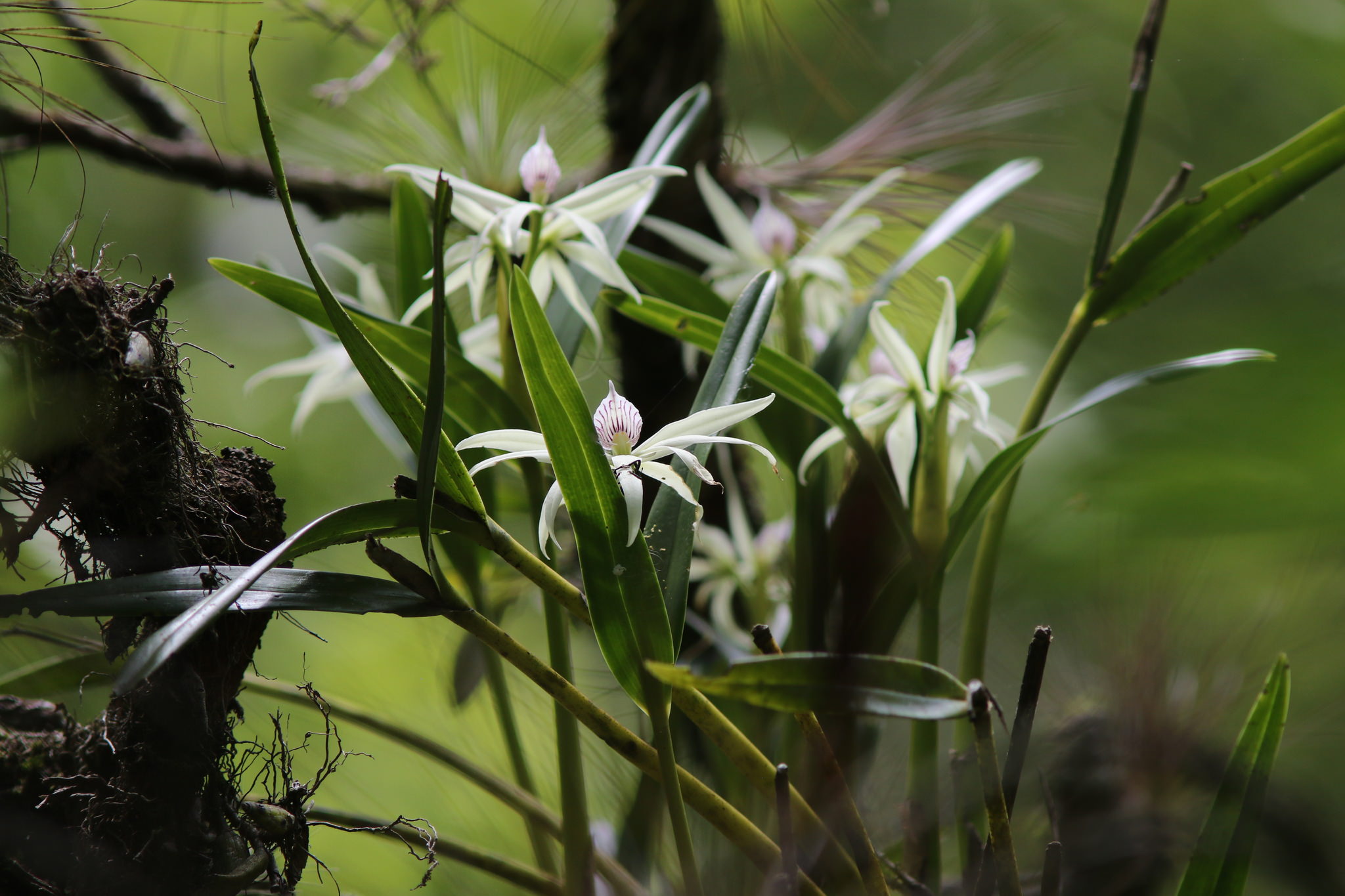Prosthechea baculus